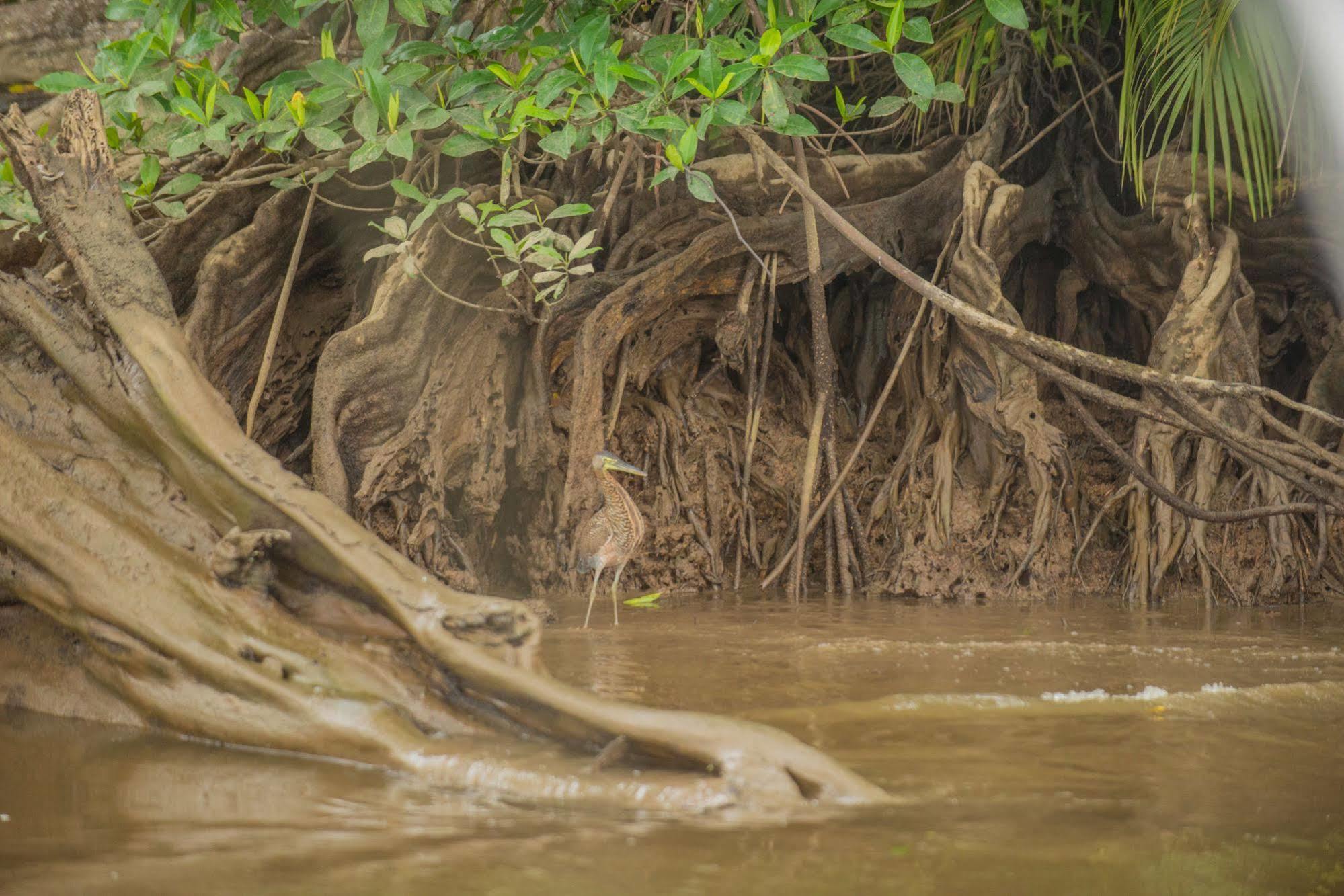 Hotel Sierpe River Ngoại thất bức ảnh